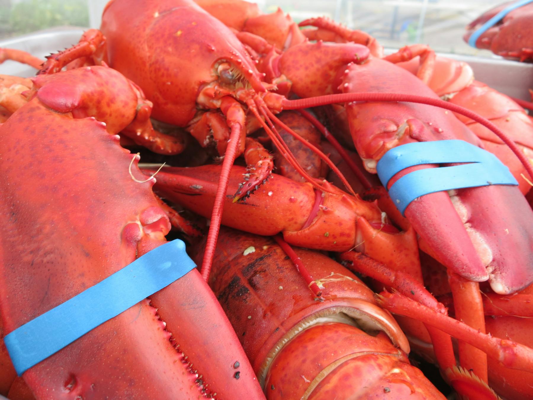a lobster in a pile